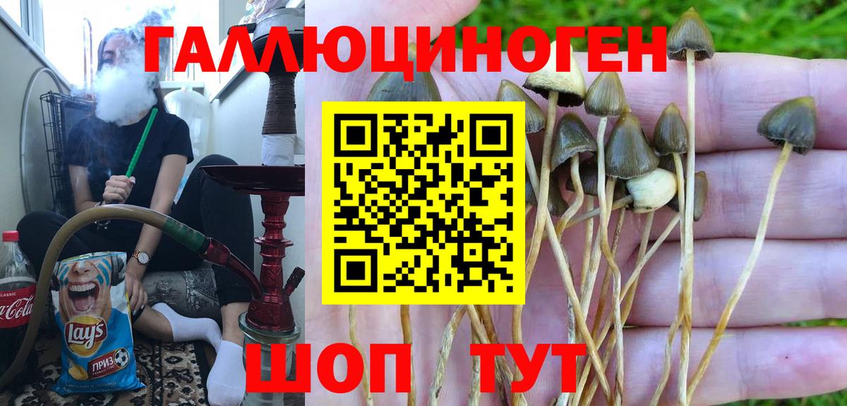 Галлюциногенные грибы GOLDEN TEACHER Гатчина